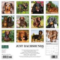 Willow Creek Press 2024 Wall Calendar 12"x12" Just Dachshunds
