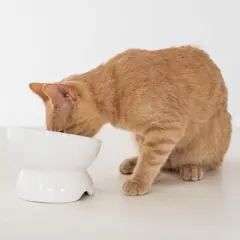 Dexypaws: Elevated Ceramic Bowl For Cats - White - 7oz Capacity