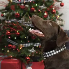 Country Brook Petz HossFit Wide Martingale Dog Collar Collection