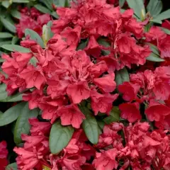 2.25gal Hershey Orange Azalea Plant with Pink Blooms - National Plant Network: Perennial Shade Plant, Live Outdoor Shrub