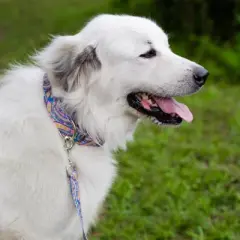 Country Brook Petz HossFit Jr Wide Martingale Dog Collar - Groovy Collection