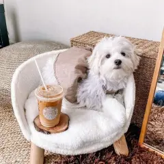 16-24" Elevated Pet Cat Sofa Chair Bed Round Small Dog Couch with Removable Waterproof Mat & Wooden Legs for Puppy Kitten Sleep