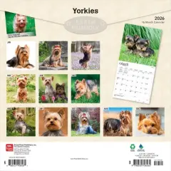 BrownTrout Yorkshire Terriers 2026 12"x24" Hanging Square Wall Calendar Plastic-Free