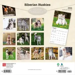 BrownTrout Siberian Huskies 2026 12"x24" Hanging Square Wall Calendar Plastic-Free