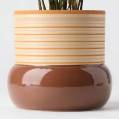 Threshold Brown Live Houseplant - Good Little Garden&trade;