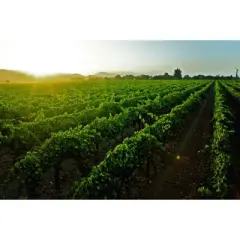 Andre Pineapple Mimosa Cocktail - 750ml Bottle