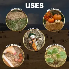 Firewood Central Mini Straw Bale by Morning View Acres &ndash; Natural Wheat Straw for Gardening, Pet Bedding, Seeding & Decor (12"x4"x6", 2lb)