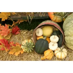 Mixed Ornamental Gourds - 5ct