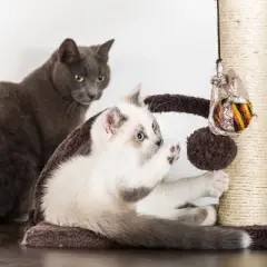 Pet Adobe 5-Tier Cat Tower and Kitty Condo, Gray