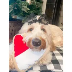 Midlee Christmas Sugar Cookie Plush Dog Toy