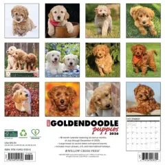Willow Creek Press 2026 Goldendoodle Puppies Wall Calendar
