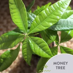 Live 5" Money Tree Houseplant in Evi Pottery Planter