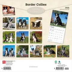 BrownTrout Border Collies 2026 12"x24" Hanging Square Wall Calendar Plastic-Free