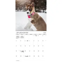 Trends International 2026 Puppies Bilingual French 12"x12" Wall Calendar