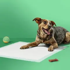 Puppy and Adult Dog Scented Training Pads - L - Forest Scent - 50ct - up&up&trade;