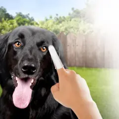 Groomer Essentials Finger Toothbrushes - 50 Count