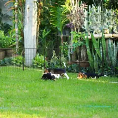 FXW MiniPaws Dog Playpen Designed for Puppies/Small Dogs, Expandable Dog Pen for Indoor/Outdoor Use, Panels