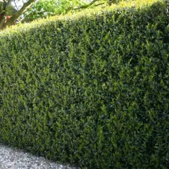 1pc Holly Dwarf Burford - National Plant Network