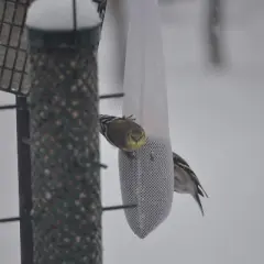 C&S Ready To Use Nyjer Sack Filled Wild Bird Feeder - 12 Ounce- 4 Pack