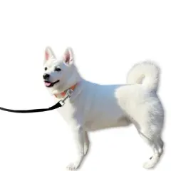 Unique Bargains Training Dog Leash 49.2ft Black 1 Pc