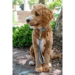 Country Brook Petz Premium Houndstooth Dog Collar