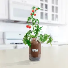 Back to the Roots Organic Tomato Grow Kit