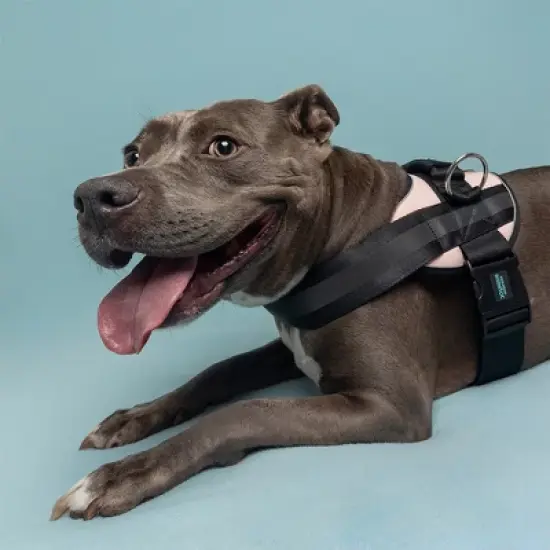 Joyride Harness Premium Advanced No Pull Dog Harness 2.0 image {9}