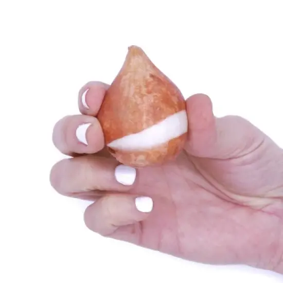 12ct Tulips Golden Apeldoorn Bulbs - Van Zyverden image {5}