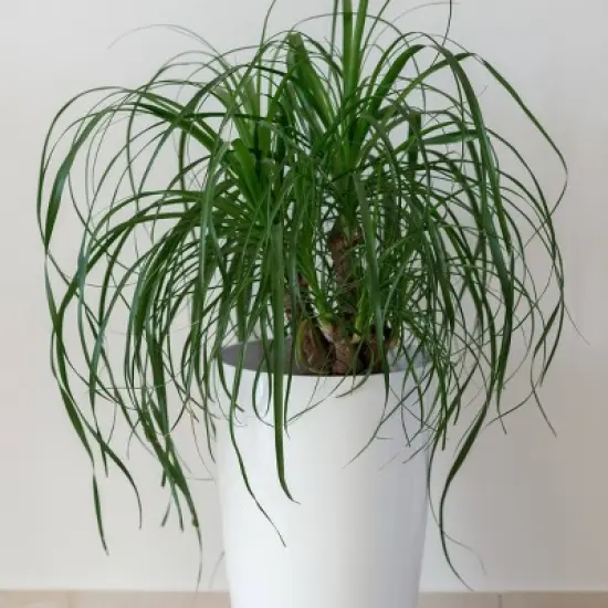 National Plant Network Live Indoor 6" Ponytail Palm Plant image {3}