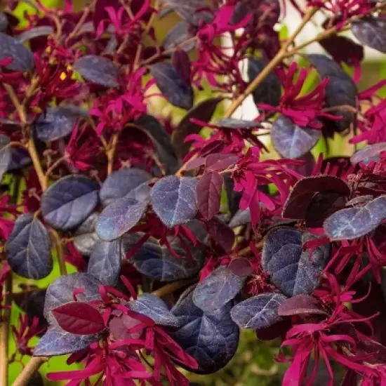 2gal Red Chocolate Loropetalum Plant with Red Blooms - National Plant Network image {3}