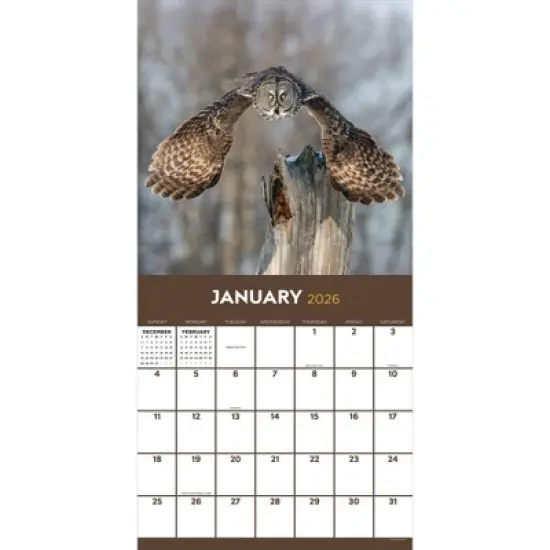 TF Publishing 13.5"x14.5" 2026 Owls Wall Calendar image {5}