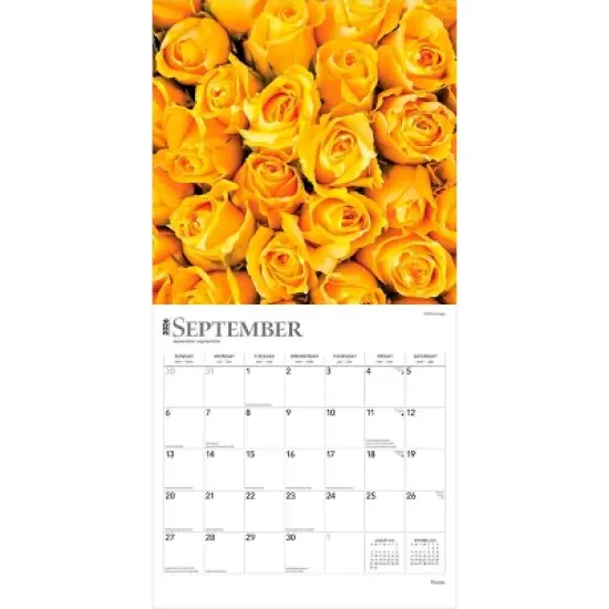 BrownTrout Roses 2026 12"x24" Hanging Square Wall Calendar Plastic-Free image {3}