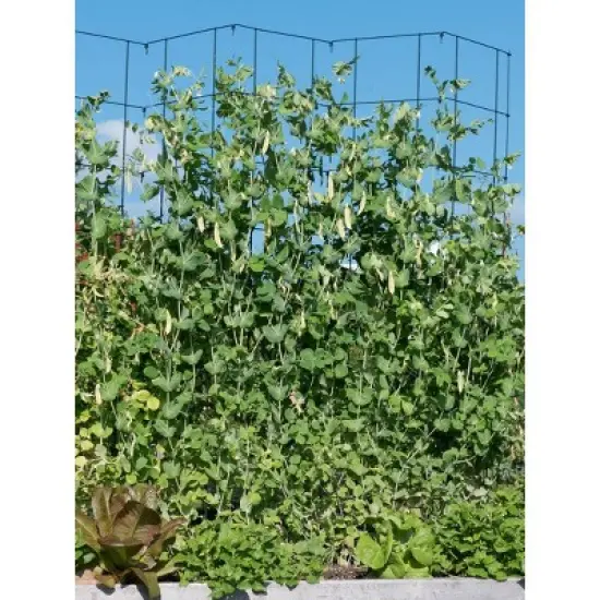 Gardeners Supply Company Tall Expandable Pea Trellis For Climbing Plants Outdoor | Sturdy Upright Garden Trellis for Vines, Tomatoes, Peas & Other Live Plants Support | 9'-3" L x 64" H Installed Steel - Red - Gardener's Supply Company image {1}