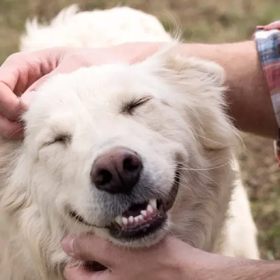 Greenies Petite Chewy Dental Dog Treats Original Chicken - 27oz image {5}