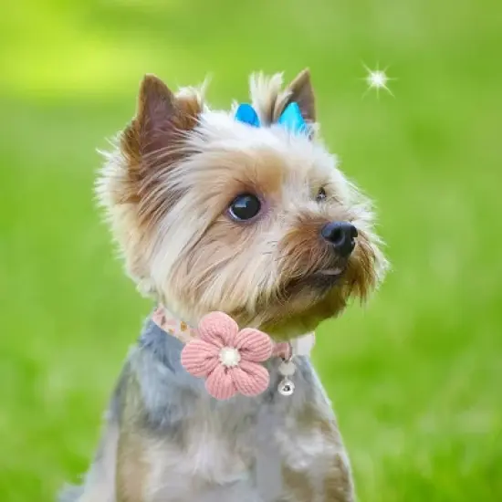 Unique Bargains Dog Collars for Small Dogs 1 Pc image {5}