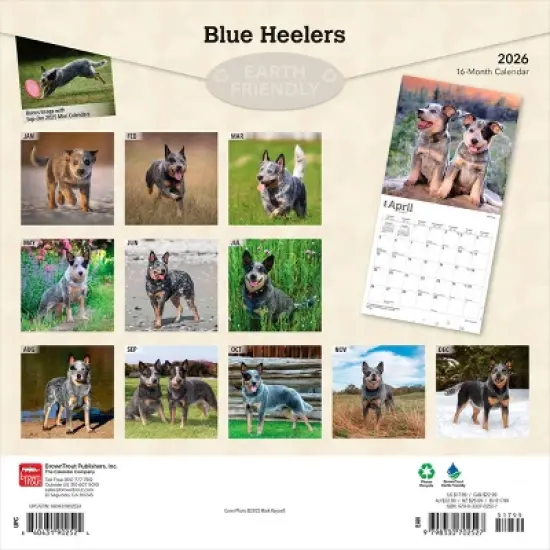 BrownTrout Blue Heelers 2026 12"x24" Hanging Square Wall Calendar Plastic-Free image {1}