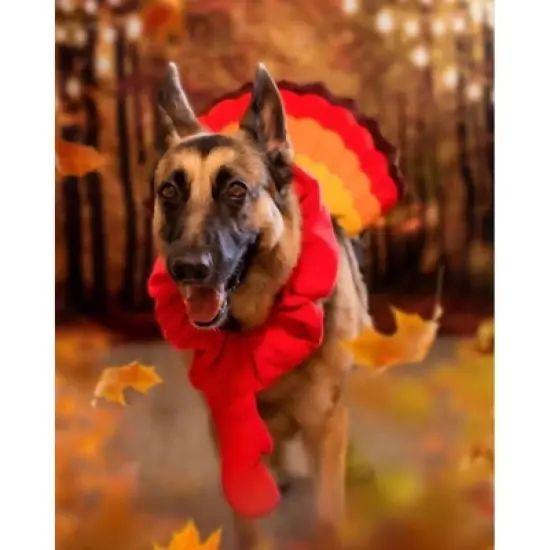 Midlee Turkey Beard & Tail Thanksgiving Dog Costume image {3}
