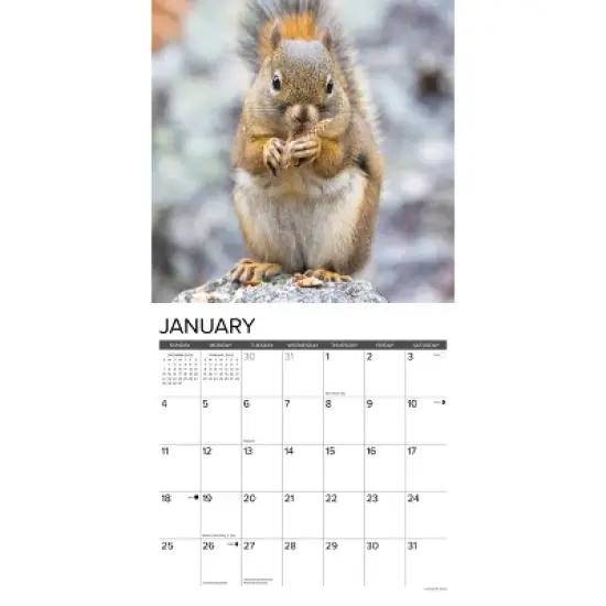 Willow Creek Press 12"x12" 2026 Squirrels Wall Calendar image {2}