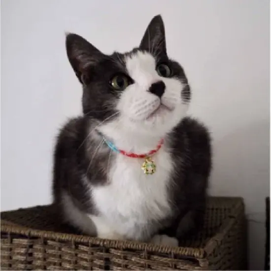 Necoichi Cherimen Cat Collar with Clover Bell image {6}