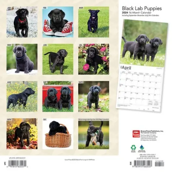 Browntrout 2024 Wall Calendar 12"x12" Labrador Retriever Puppies Black image {1}