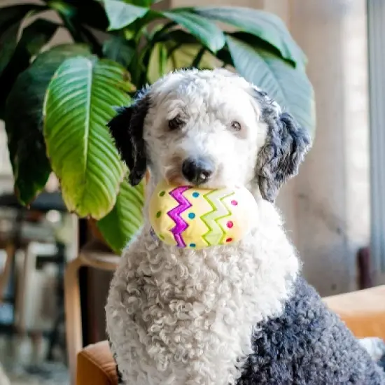 Midlee Plush Easter Egg Dog Toy with Squeaker (Yellow)-Large image {4}