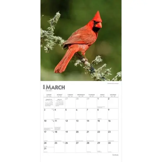 Browntrout 2024 Wall Calendar 12"x12" Cardinals image {2}