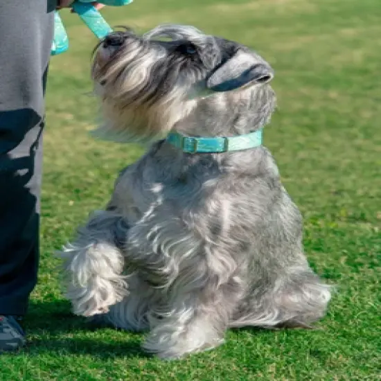 Country Brook Design&reg; 1 Inch Green Paisley Leash - 6 Feet image {2}