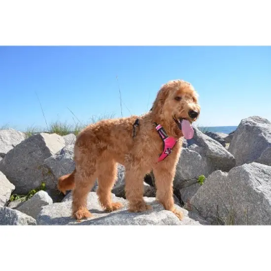 Black Rhino Adjustable Dog Harness with Mesh Padded Vest, Large, Black image {4}