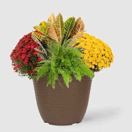 12" Fall Combo Planter - Good Little Garden&trade; image {6}