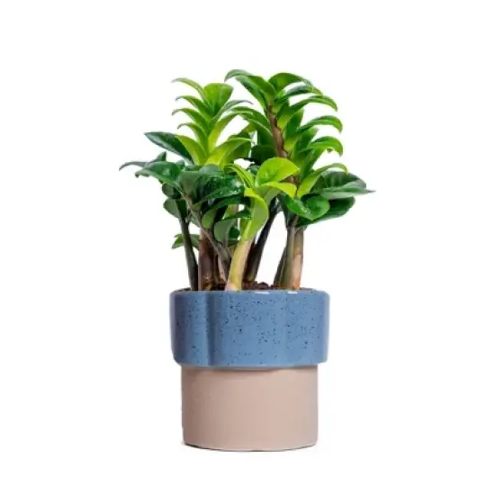 Live 4" Zenzi ZZ Potted Houseplant image {8}