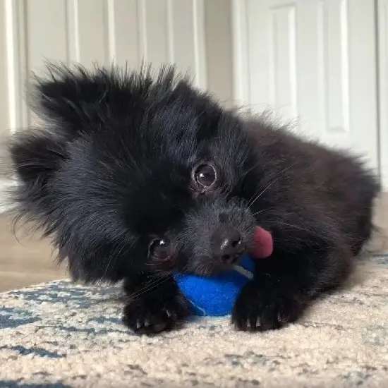 Midlee 1.5" Mini Dog Tennis Balls Bulk Set of 25 Assorted Colors image {3}