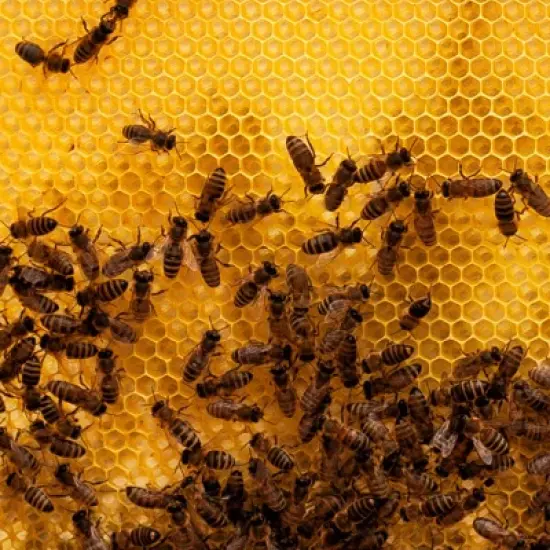 Lehman's Beekeeping Entrance Reducer, Control Traffic into your 10 Frame Honey Bee Hive, Amish Made image {3}