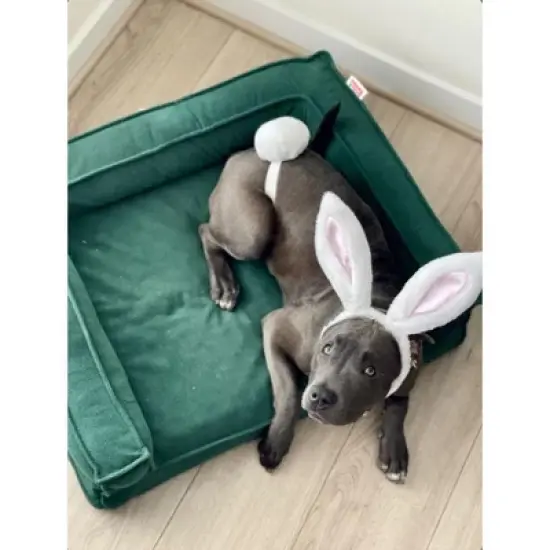 Midlee White Bunny Ears for Dogs with Tail image {6}