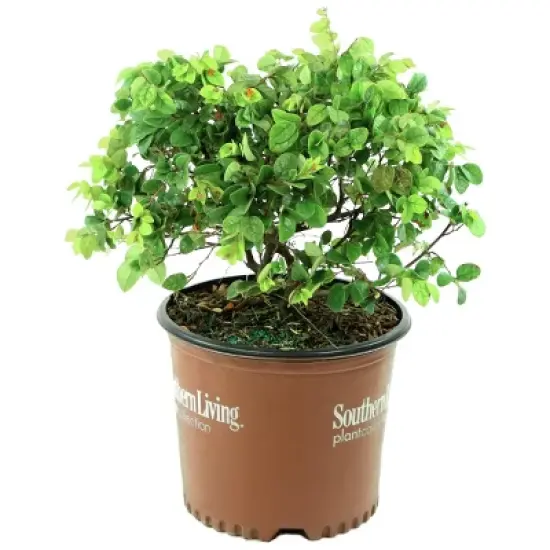 2gal Southern Living 'Red Diamond' Loropetalum Plant with Red Blooms - National Plant Network image {3}